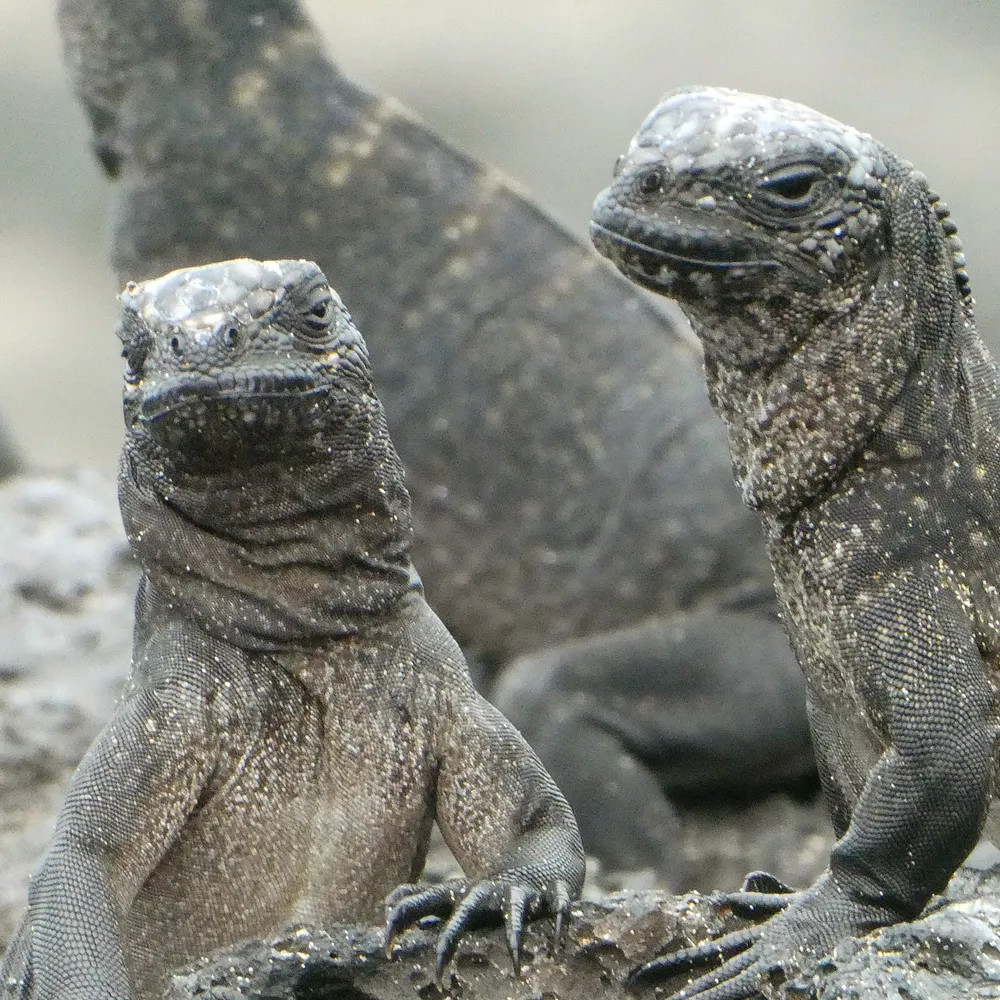 A photo Taken by Jacob Padilla. Location: Galapagos Islands